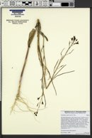 Image of Caulanthus amplexicaulis