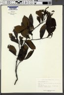 Image of Alnus acuminata