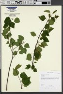 Betula alba image