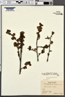 Betula glandulosa var. sibirica image