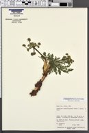 Lomatium foeniculaceum subsp. macdougalii image