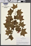 Image of Acer oliverianum
