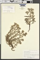 Arnebia hispidissima image