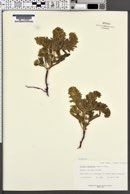 Arnebia decumbens image