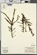 Bourreria microphylla var. asperifolia image