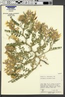 Astragalus succumbens image