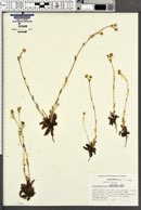 Plagiobothrys nothofulvus image