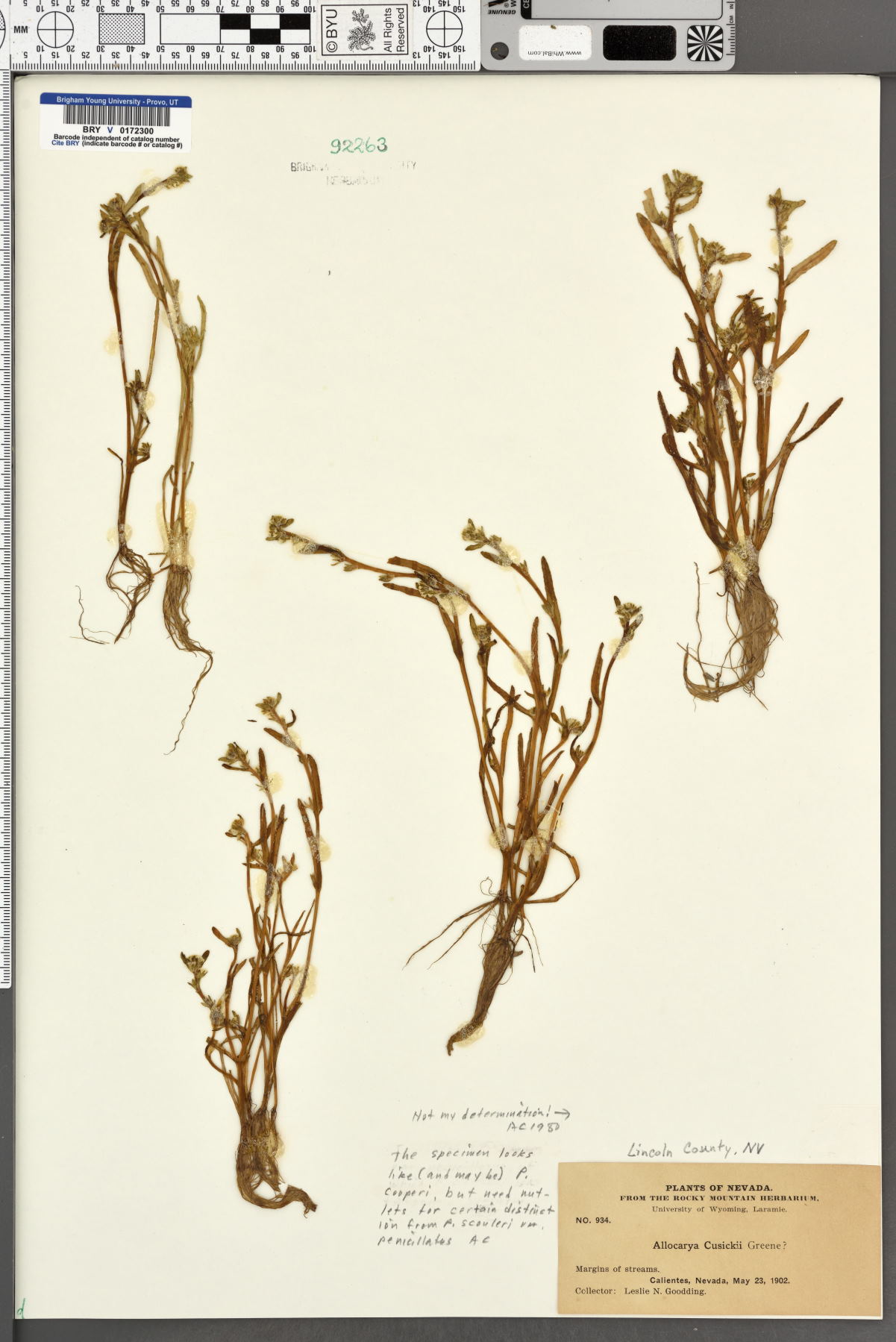Allocarya cusickii image
