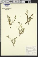 Plagiobothrys scouleri var. hispidulus image