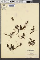 Image of Plagiobothrys torreyi