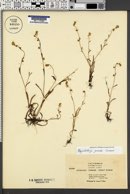 Plagiobothrys greenei image