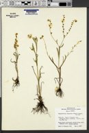 Image of Plagiobothrys figuratus