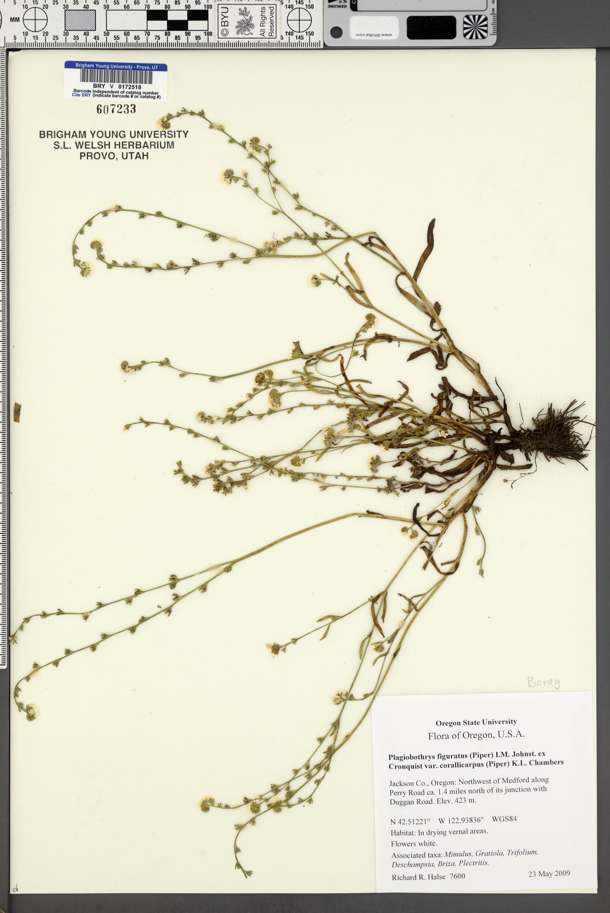 Plagiobothrys figuratus subsp. corallicarpus image