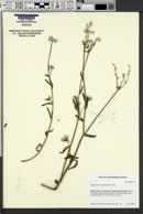 Plagiobothrys glomeratus image