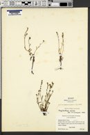 Image of Plagiobothrys strictus