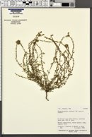 Plagiobothrys scouleri image