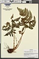 Dryopteris dilatata subsp. americana image