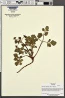 Lomatium repostum image