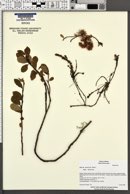 Salix arctica subsp. arctica image