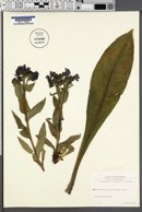 Pulmonaria angustifolia image