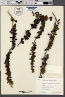 Image of Rochefortia acanthophora