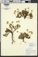 Nestotus stenophyllus image