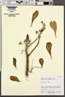 Tournefortia argentea image
