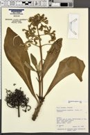 Tournefortia argentea image