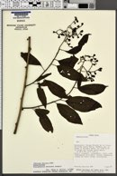 Image of Tournefortia maculata