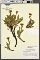 Haplopappus eximius subsp. peirsonii image