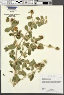 Buddleja marrubiifolia image