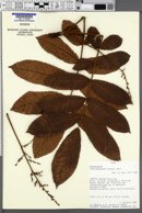 Image of Crepidospermum prancei