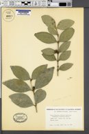 Buxus natalensis image