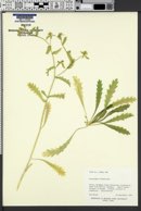 Acicarpha tribuloides image