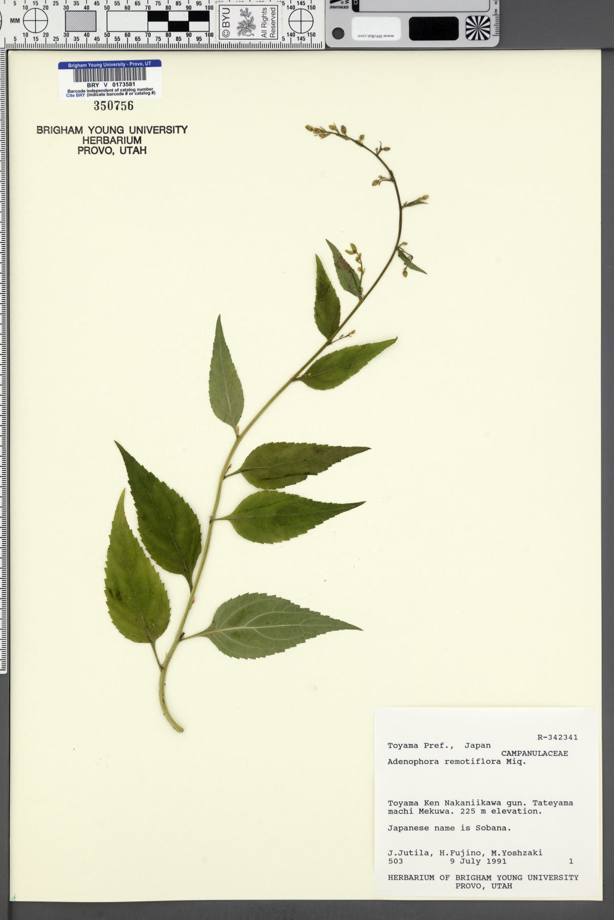 Adenophora remotiflora image