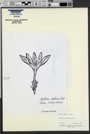 Apetahia raiateensis image