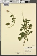 Campanula carpatica image