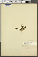 Lupinus flavoculatus image
