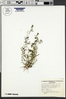 Callitriche hamulata image