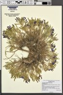 Astragalus detritalis image