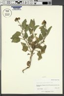 Heliotropium molle image