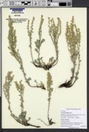 Artemisia frigida image