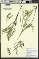 Image of Lomatium hooveri
