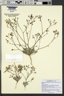 Gilia leptantha subsp. transversa image