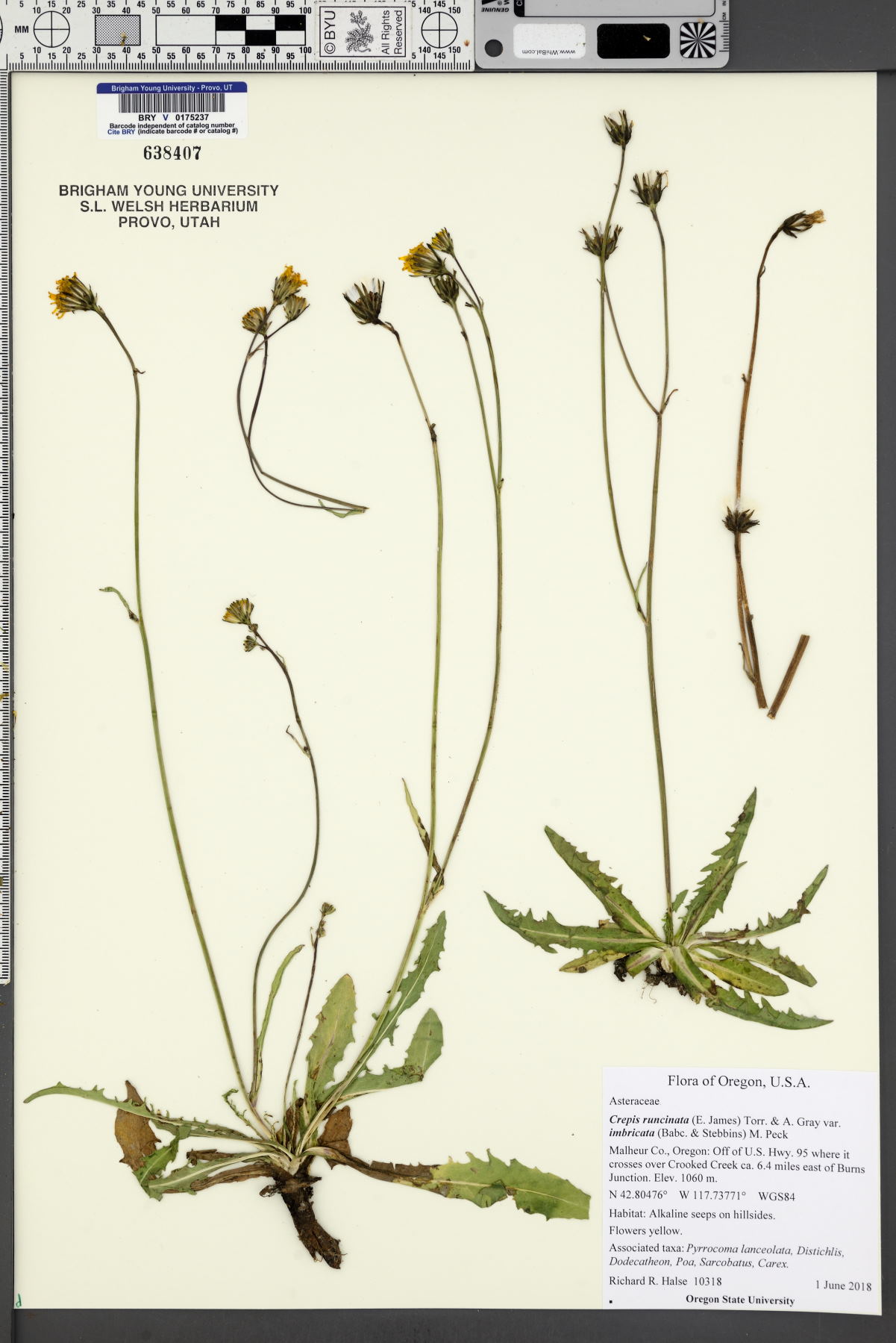 Crepis runcinata var. imbricata image