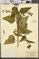 Campanula trachelium image