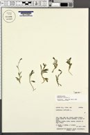 Campanula uniflora image