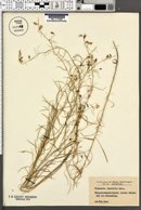 Campanula linifolia image