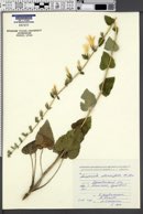 Campanula alliariifolia image