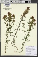 Castilleja angustifolia var. angustifolia image